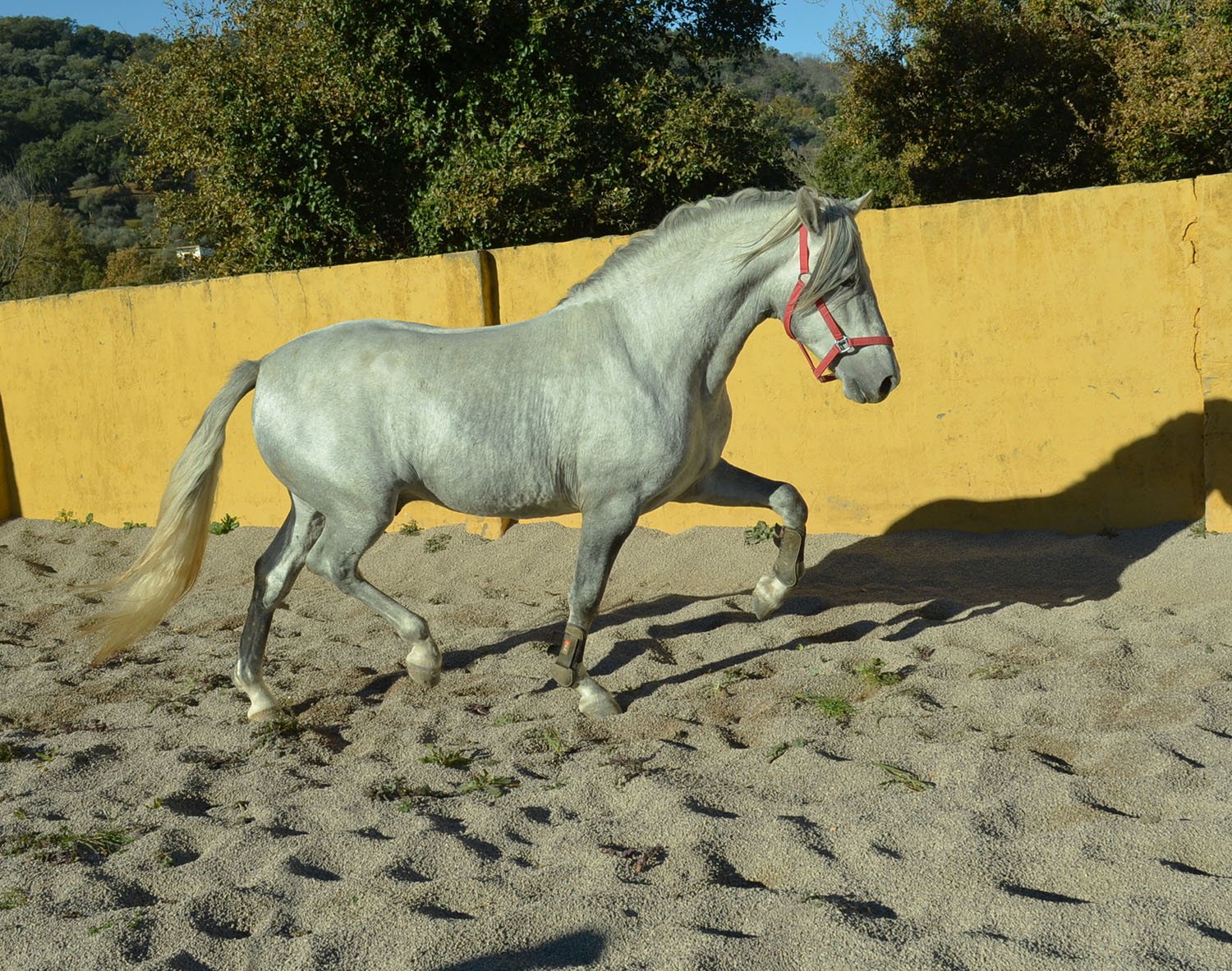 Caballo en Venta